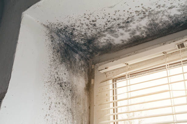 Affordable Mold Remediation solutions in Harwood, MD